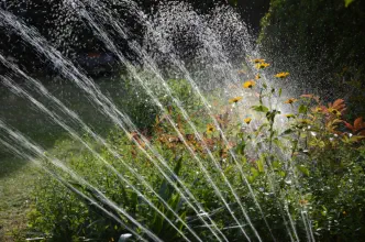 Ein Gartenbeet mit grünen Pflanzen und gelben Blüten wird von mehreren Wasserstrahlen eines Rasensprengers bewässert. Die Wassertropfen glitzern im Sonnenlicht.